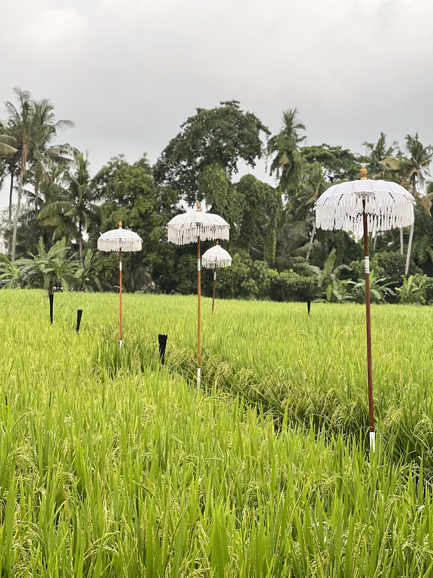 Ubud: Bebek Bengil - Crispy Duck and Beautiful Surroundings