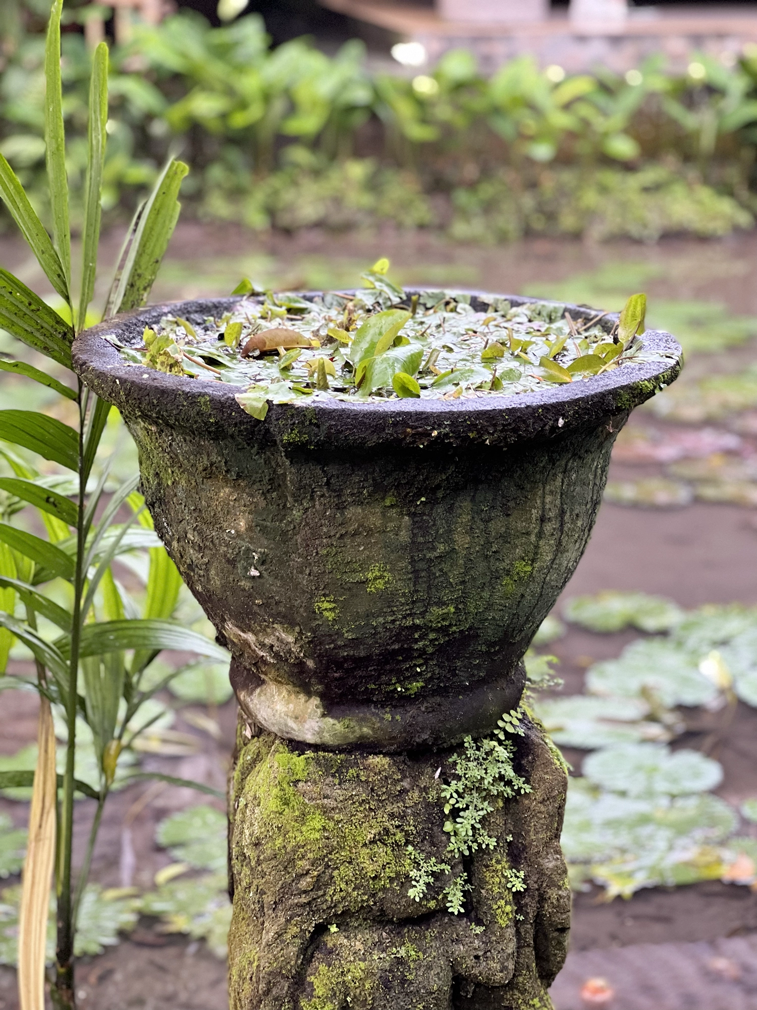 Ubud: Bebek Bengil - Crispy Duck and Beautiful Surroundings