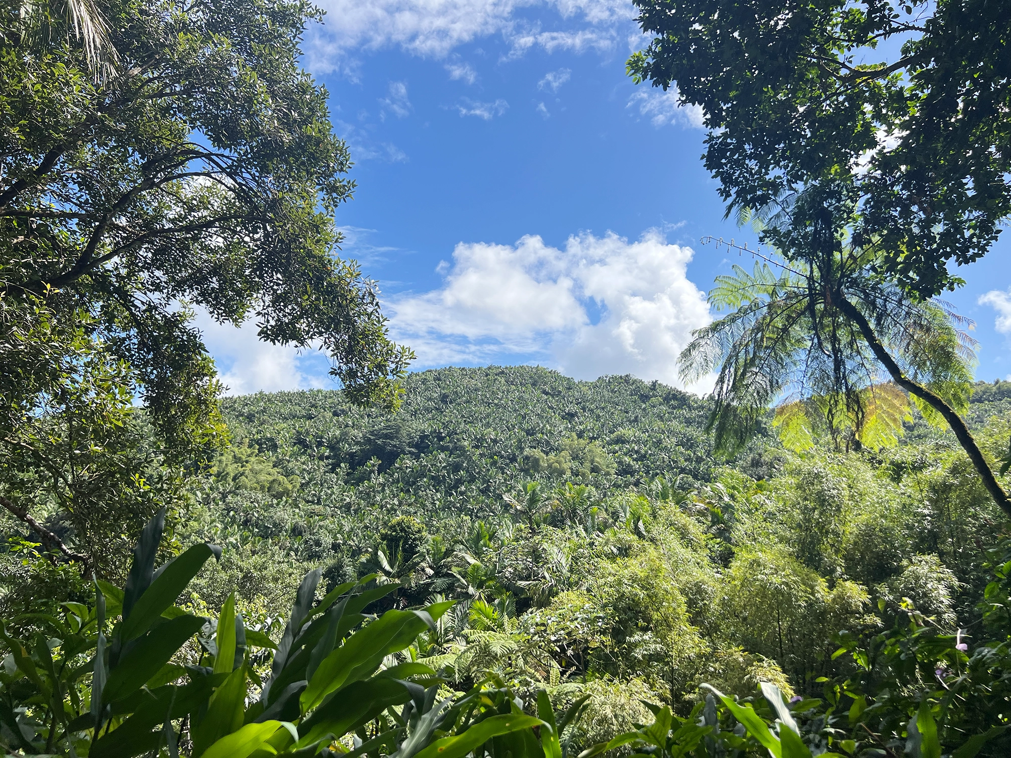 Puerto Rico: El Yunque - A Day Trip Into the Rainforest
