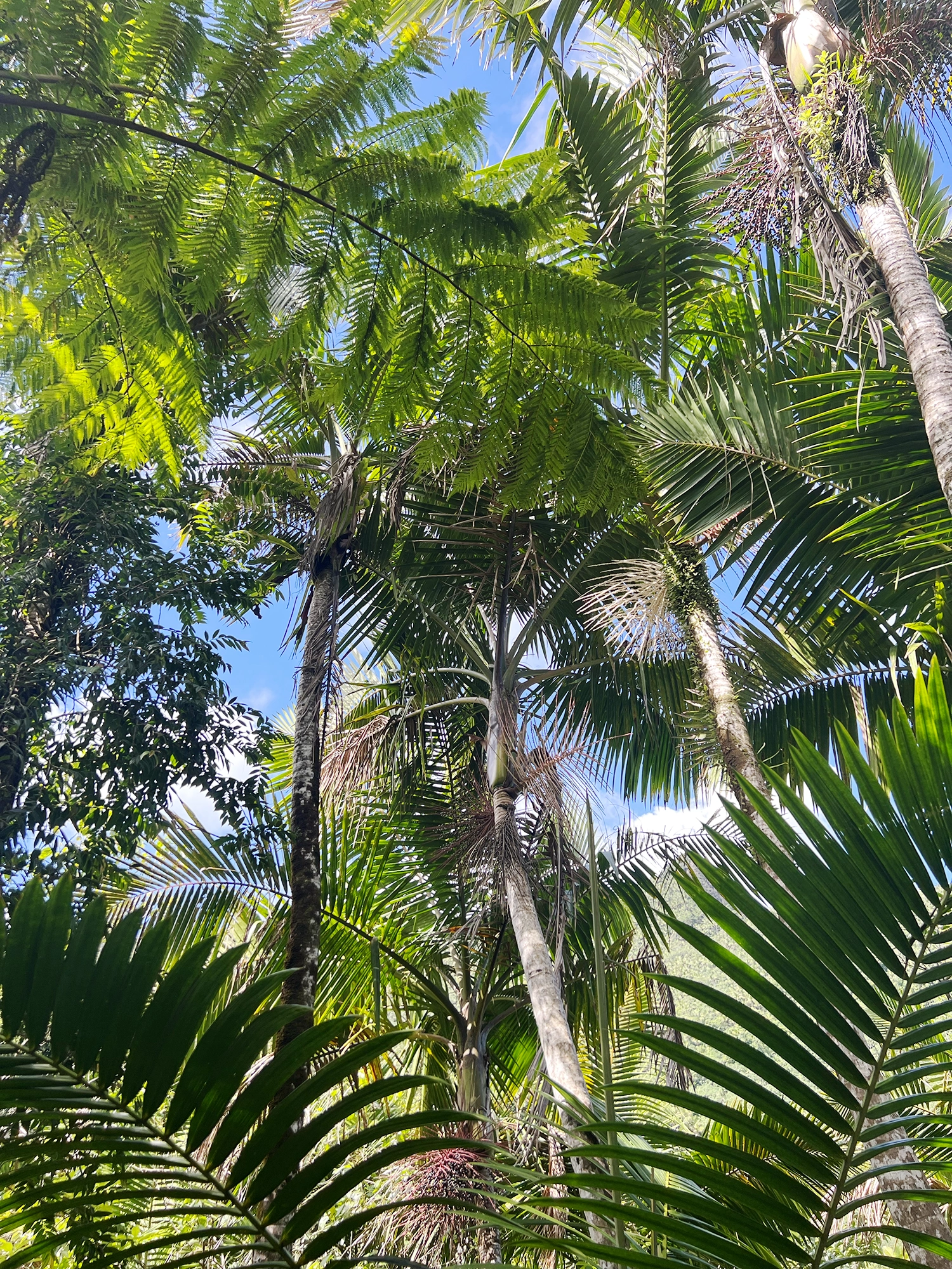 Puerto Rico: El Yunque - A Day Trip Into the Rainforest