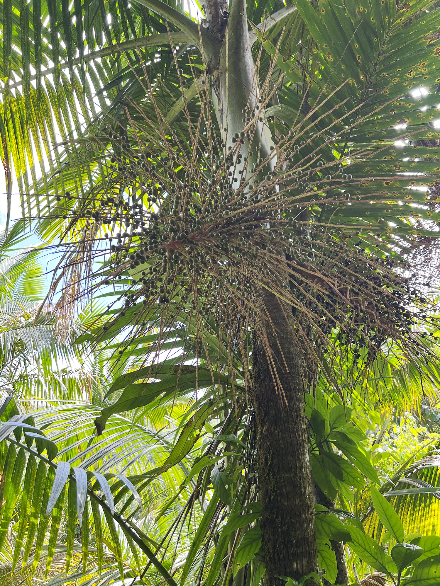 Puerto Rico: El Yunque - A Day Trip Into the Rainforest