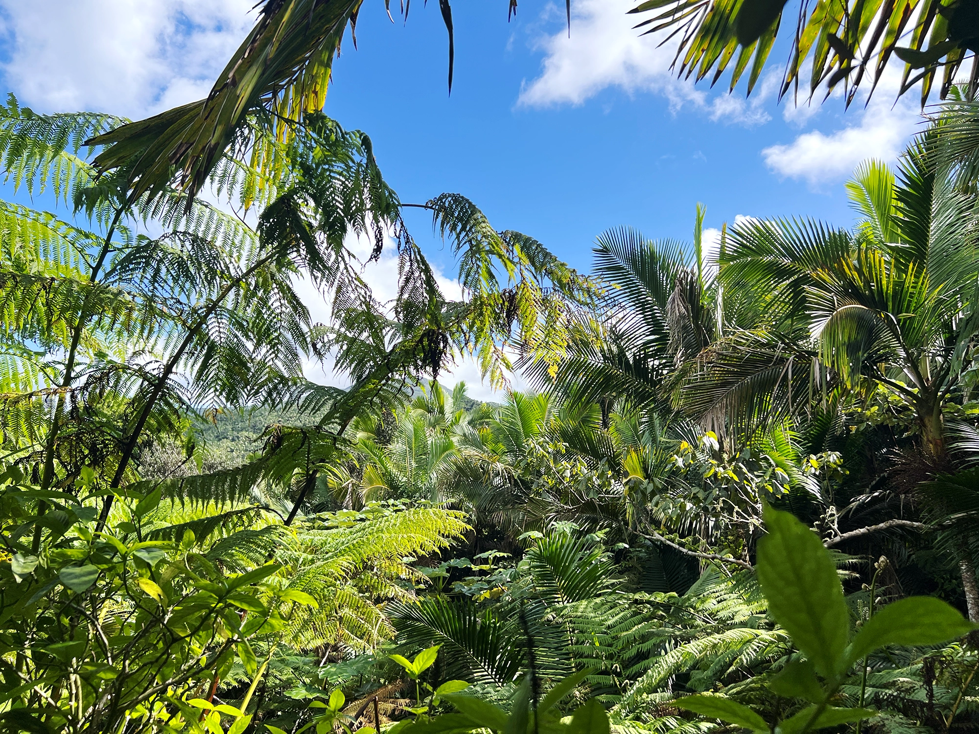 Puerto Rico: El Yunque - A Day Trip Into the Rainforest