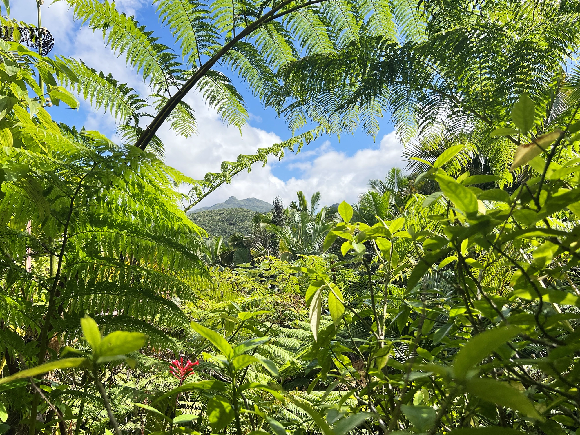 Puerto Rico: El Yunque - A Day Trip Into the Rainforest