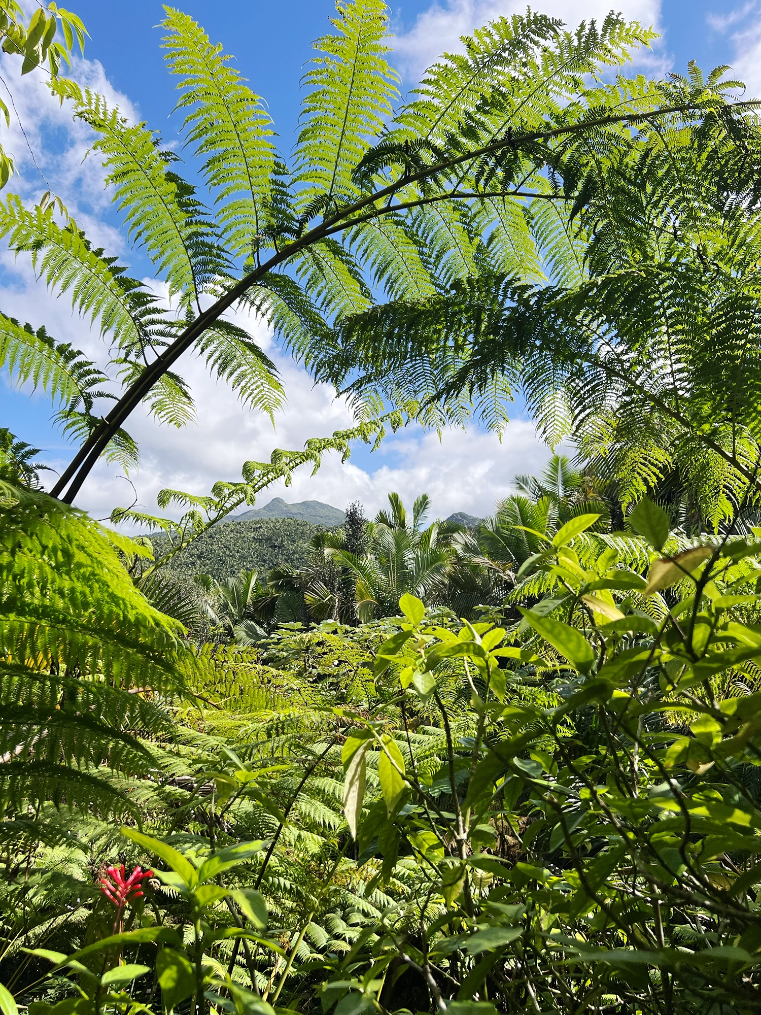 Puerto Rico: El Yunque - A Day Trip Into the Rainforest
