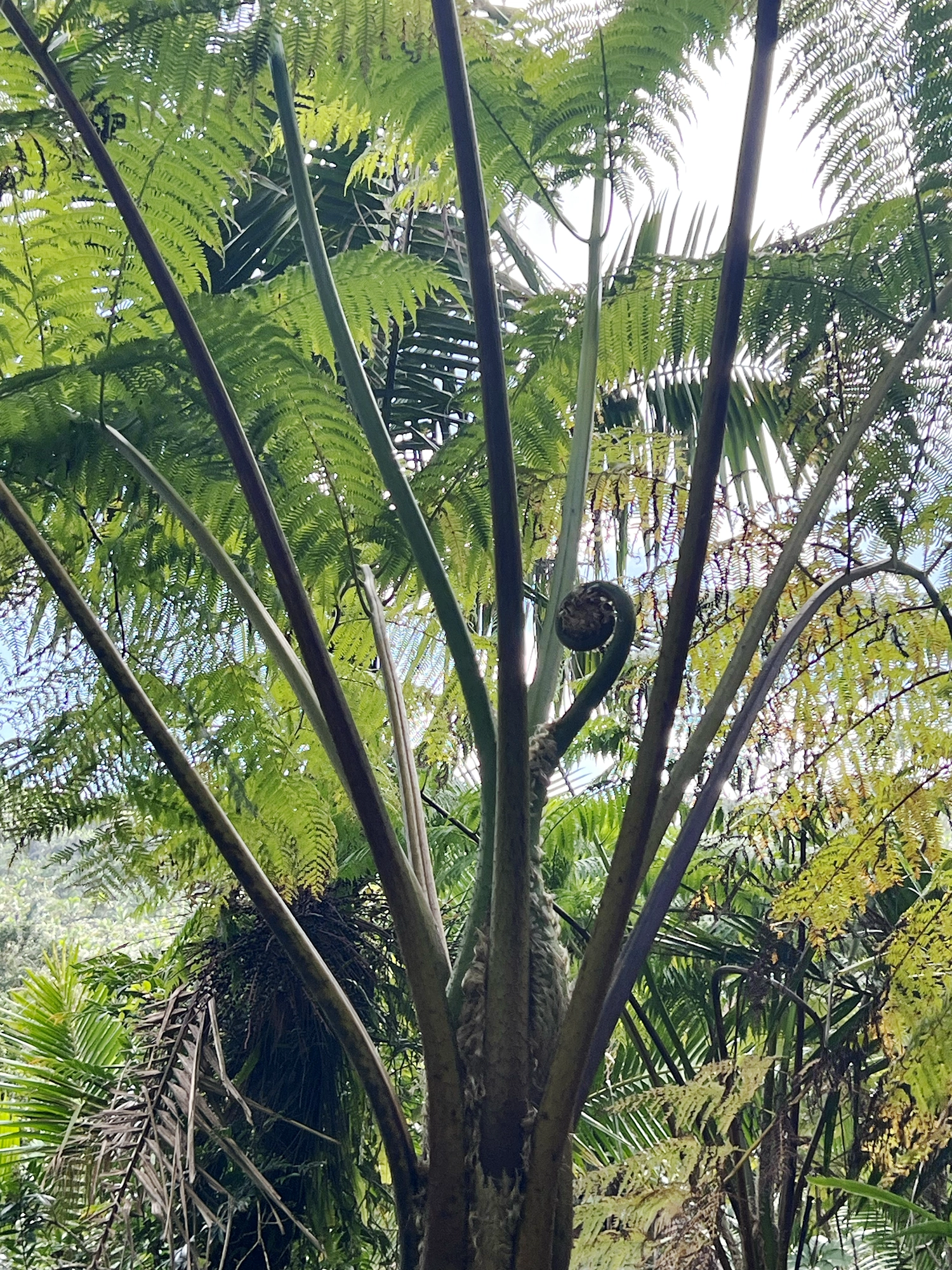 Puerto Rico: El Yunque - A Day Trip Into the Rainforest