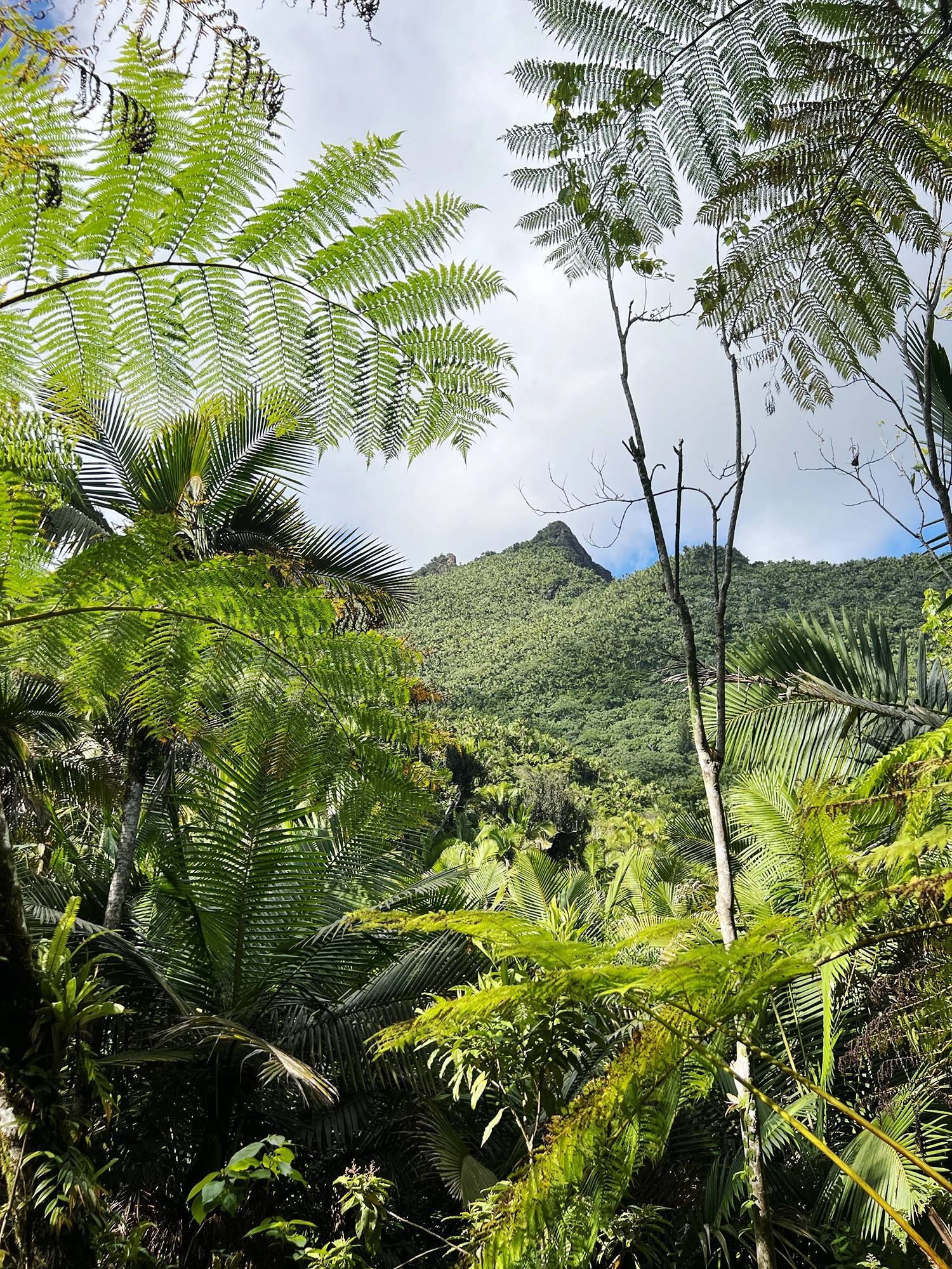 Puerto Rico: El Yunque - A Day Trip Into the Rainforest