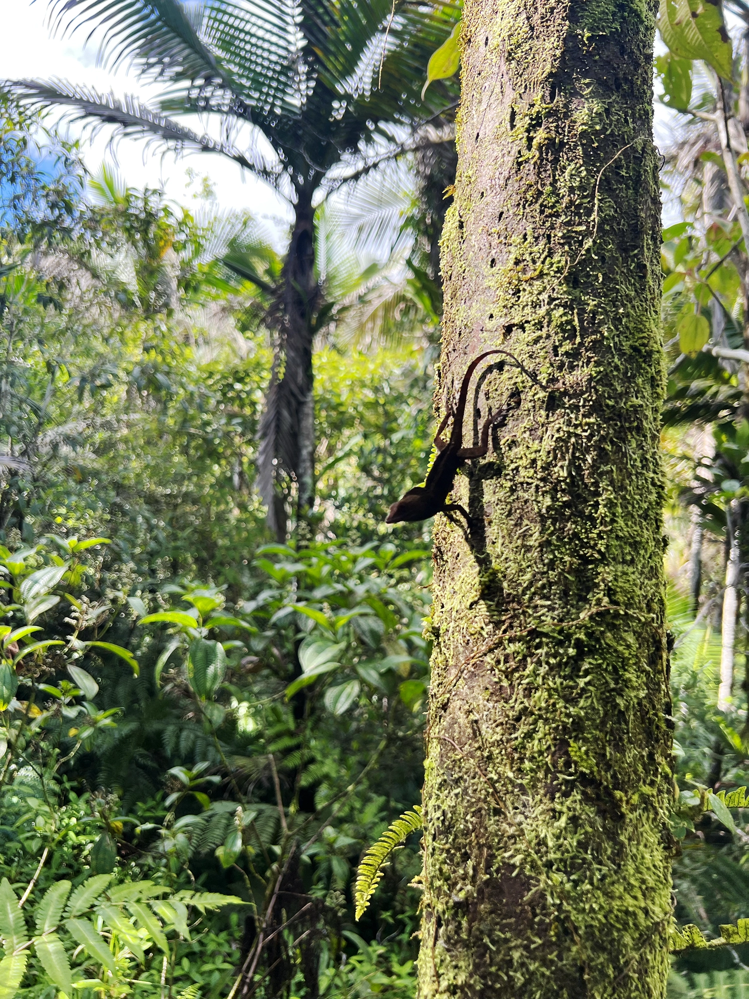 Puerto Rico: El Yunque - A Day Trip Into the Rainforest