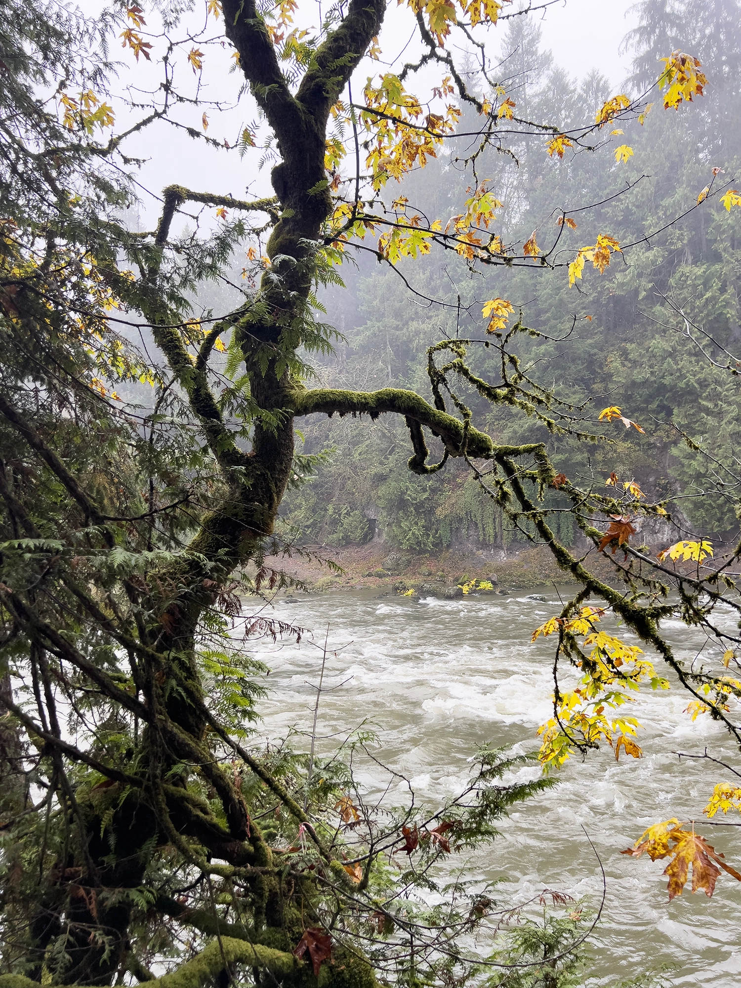 Snoqualmie Falls: The Twin Peaks Waterfall Just Outside Seattle