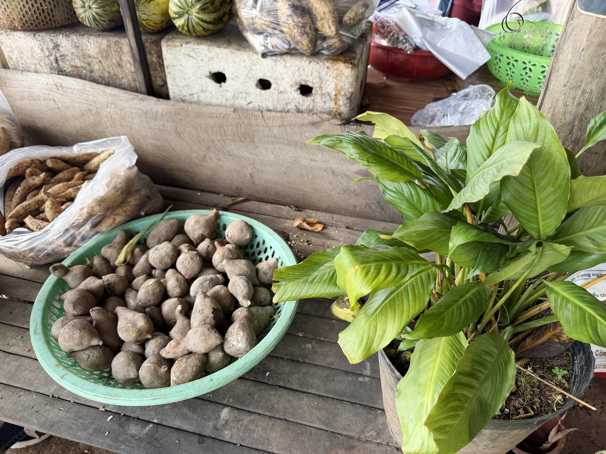 Roadside Corn in Cambodia